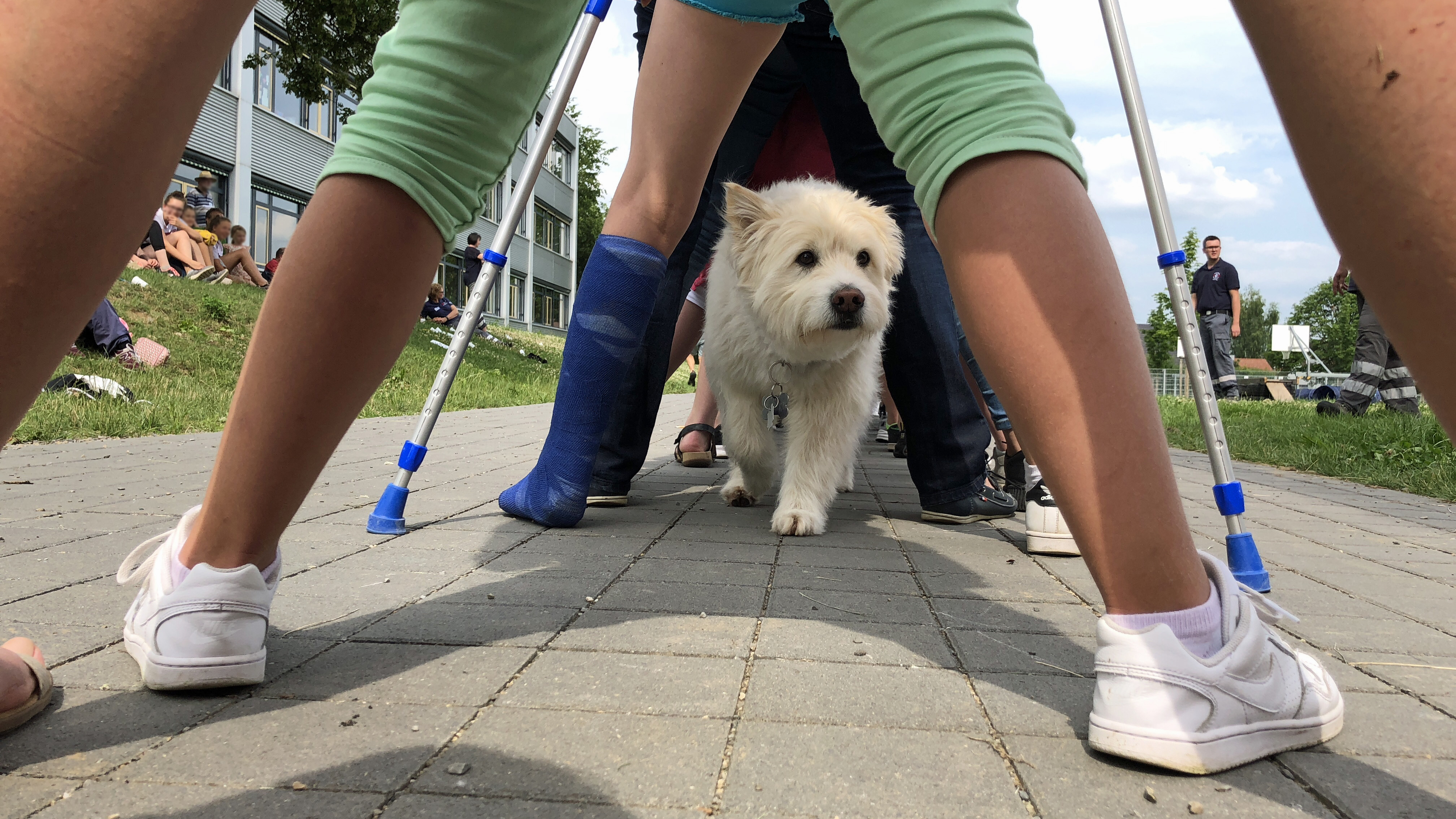 Rettungshund Nils (Elo) läuft durch einen „Menschentunnel“