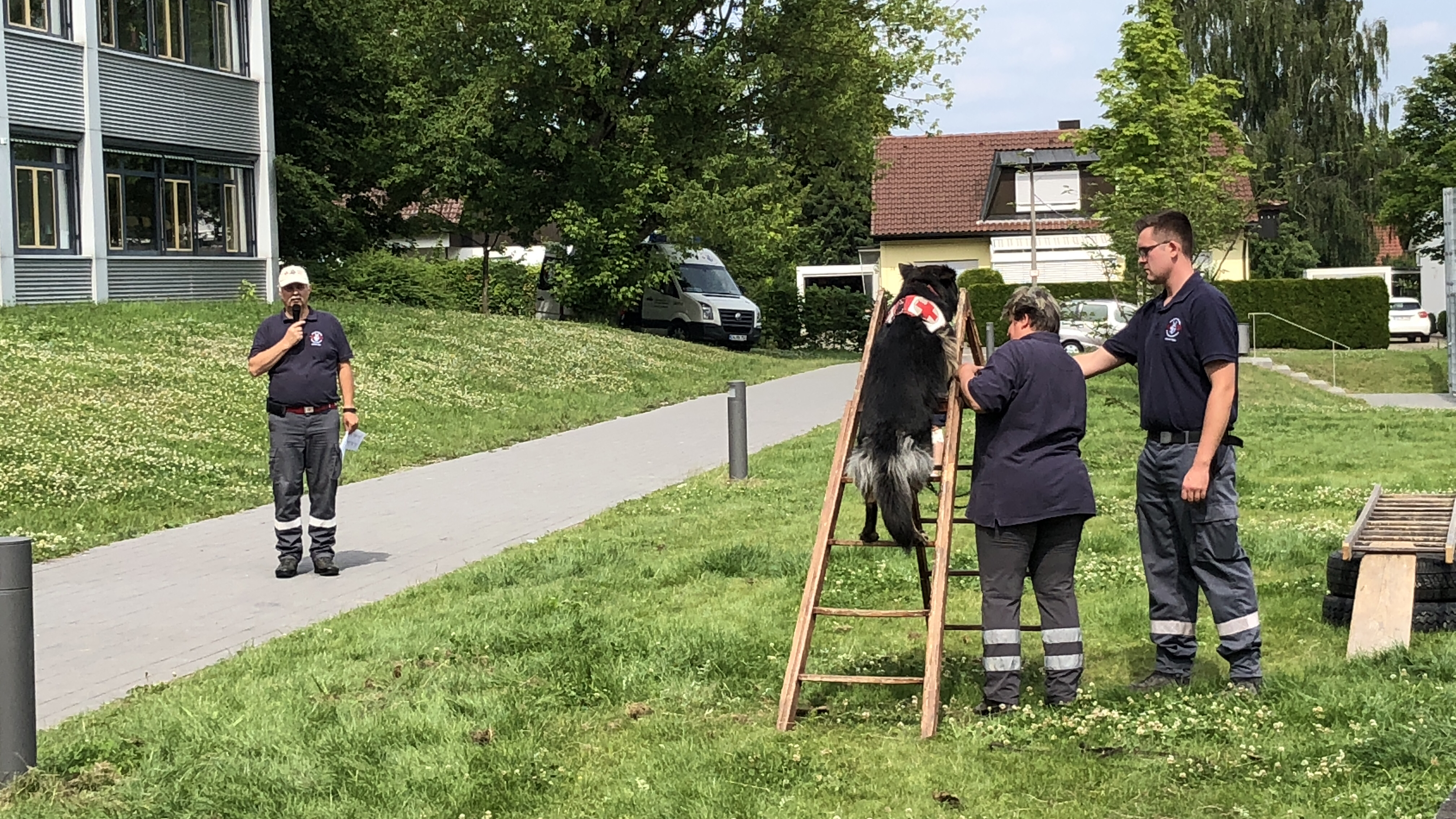 Rettungshündin Shani (Altdeutscher Schäferhund) beim Erklimmen einer Leiter