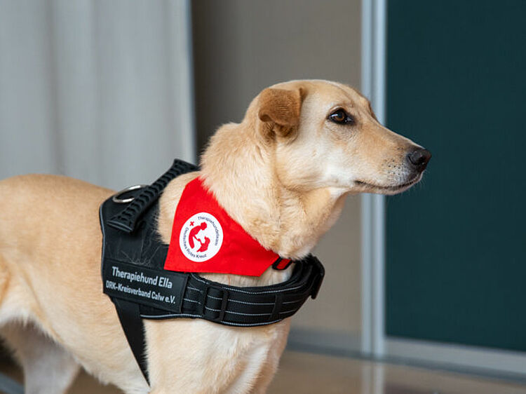 Therapiehunde